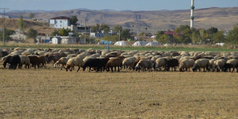 Muş, hayvancılıkta ülke ekonomisine yıllık 4 milyar lira katkı sağlıyor