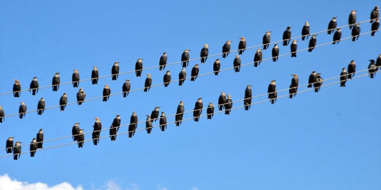 Muş'ta kuşlar, beslenebilmek için hububat yığınlarının bulunduğu tarlalara akın ediyor