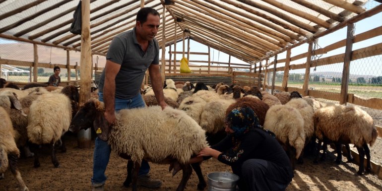 Muş'ta kadın çiftçi devlet desteğiyle aldığı hayvanların sayısını üçe katladı
