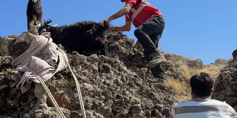 Tunceli'de dağ yamacında mahsur kalan 3 keçi kurtarıldı