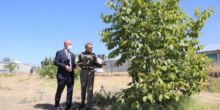 Tuşba Belediyesi'nin destekleriyle oluşturulan ceviz ve badem bahçelerinde ilk hasat başladı