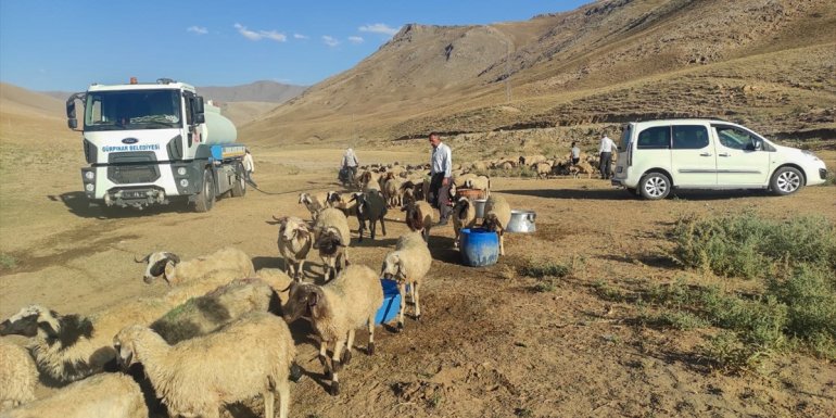 Van'da belediye ekipleri susuz kalan koyun sürüsüne tankerle su taşıdı