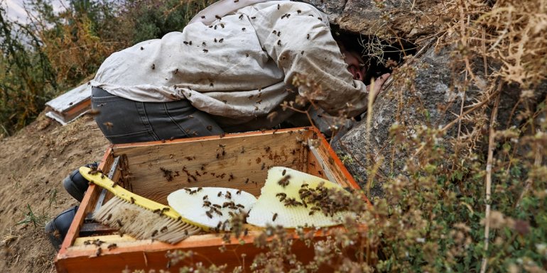 Van'da kaya balı hasadı sürüyor