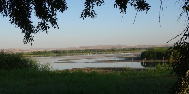 Kuraklık Van Gölü Havzası'nda kuşların yaşam alanlarını daralttı