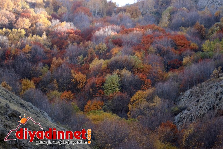 büründü Güneykaya vadiler - sonbahar renklerine AĞRI Dağları