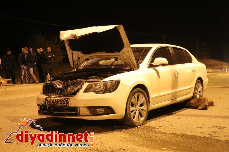 Ağrı'da küçükbaş sürüsüne çarpan otomobil 6 keçiyi telef etti