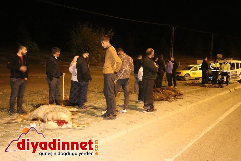 sürüsüne 6 - telef AĞRI keçiyi otomobil Küçükbaş çarpan etti 2