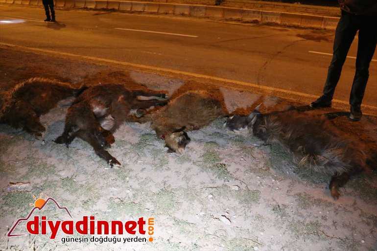 çarpan sürüsüne Küçükbaş AĞRI 6 etti - otomobil keçiyi telef 3