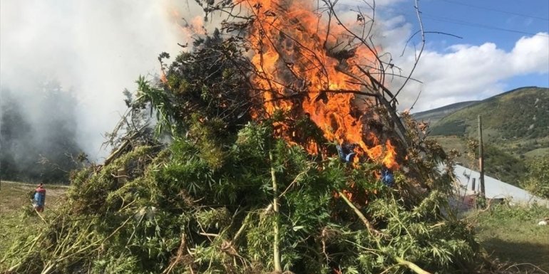 Ardahan'da 11 bin 812 kök keneviri imha edildi