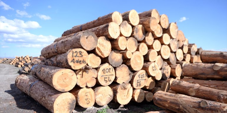 Ardahan'da yaşını doldurmuş sarıçamlar ekonomiye kazandırılıyor