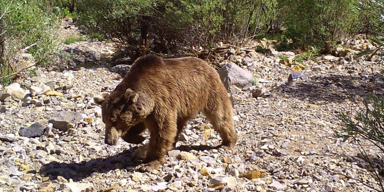 Bingöl'de yaban hayvanları fotokapanla görüntülendi