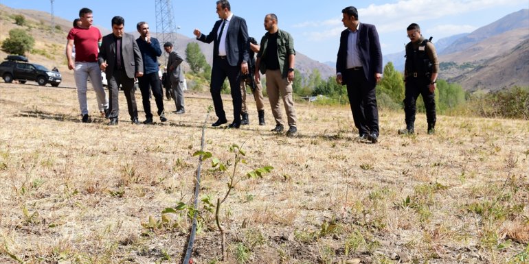 Çatak'ta ceviz yetiştiriciliği yaygınlaştırılıyor
