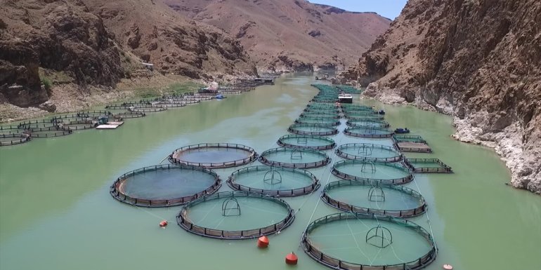 Her yıl binlerce kişi alabalık yemek için Keban'ı tercih ediyor