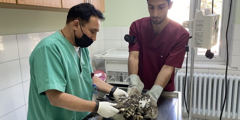 Elazığ'da yaralı alaca şahin tedavi altına alındı