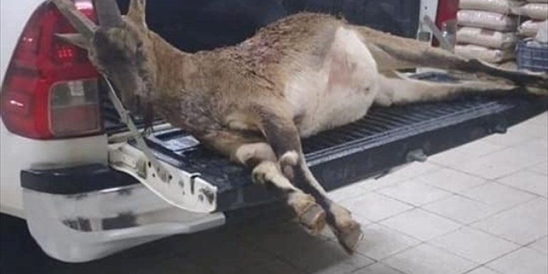 Erzincan'da yaban keçisi avlayan 2 kişiye 63 bin 432 lira ceza