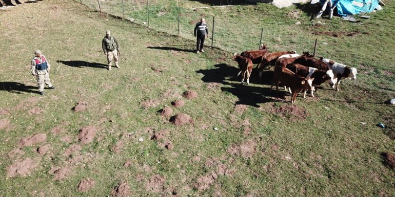 Erzincan'da kaybolan büyükbaş hayvanlar drone yardımıyla bulundu