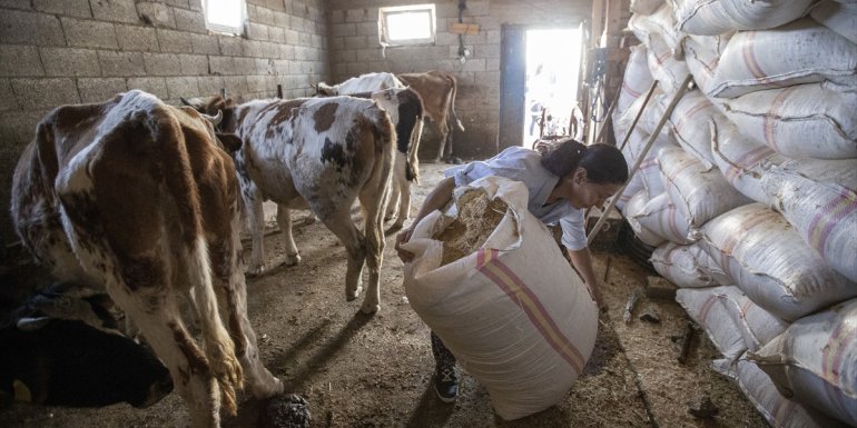 Çiftçiliğe 5 inekle başlayan Hüsniye Bulut devlet desteğiyle sürü sahibi oldu