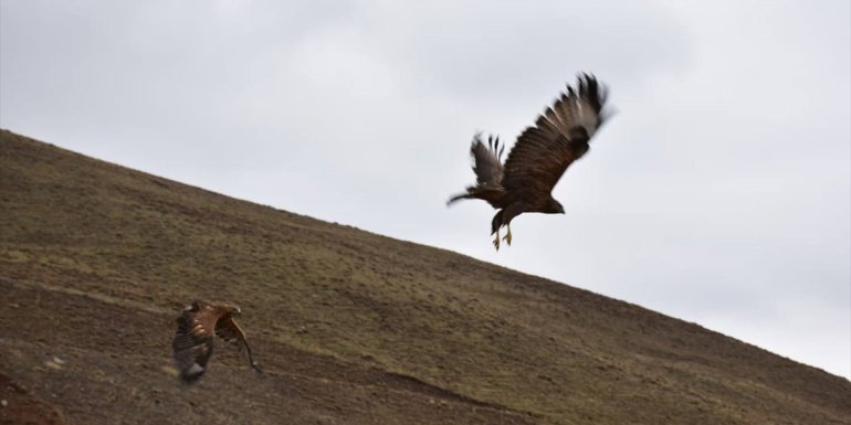Erzurum'da tedavi edilen 2 kızıl şahin ve kaya kartalı doğaya salındı