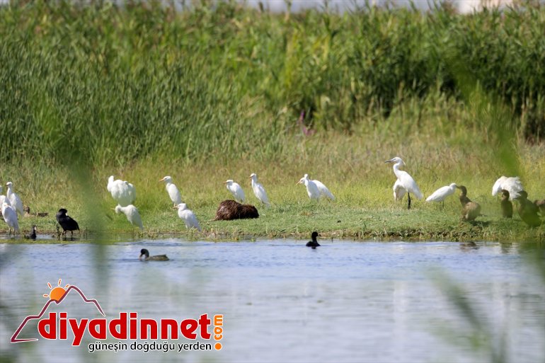 maymunu görüntülendi Dağı Parkı