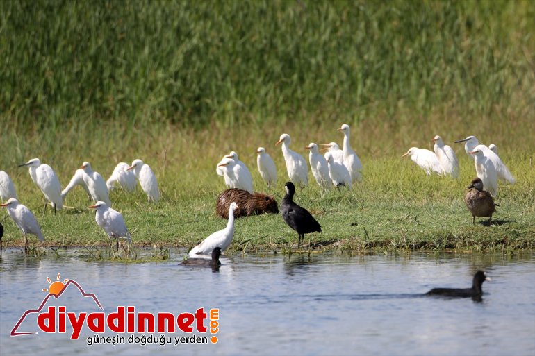 beslenirken yaban görüntülendi Su IĞDIR kuşlarıyla maymunu - Parkı