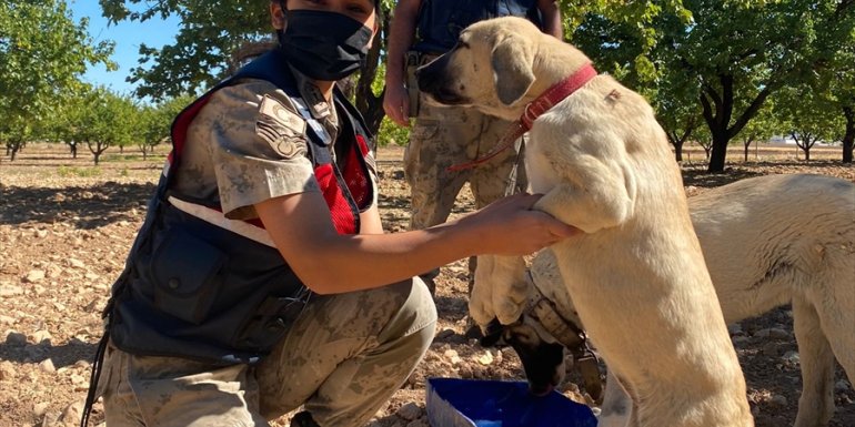 Jandarma, özel gereksinimli çocuklarla hayvan barınağını ziyaret etti