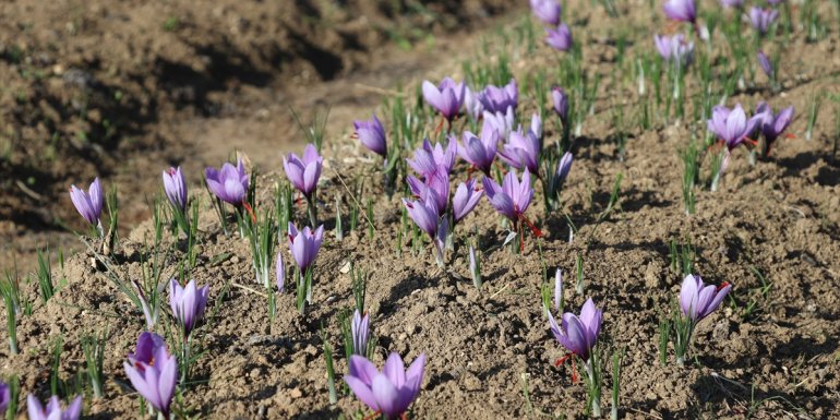 Fotoğrafseverler, UNESCO Turkey Photo Safari etkinliğinde Safranbolu'yu fotoğrafladı
