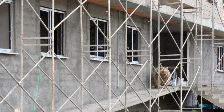 Kars'ta bozayılar yiyecek bulmak için yerleşim yerlerine iniyor