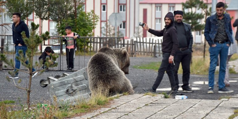 Yiyecek arayan boz ayı Sarıkamış ilçesine indi
