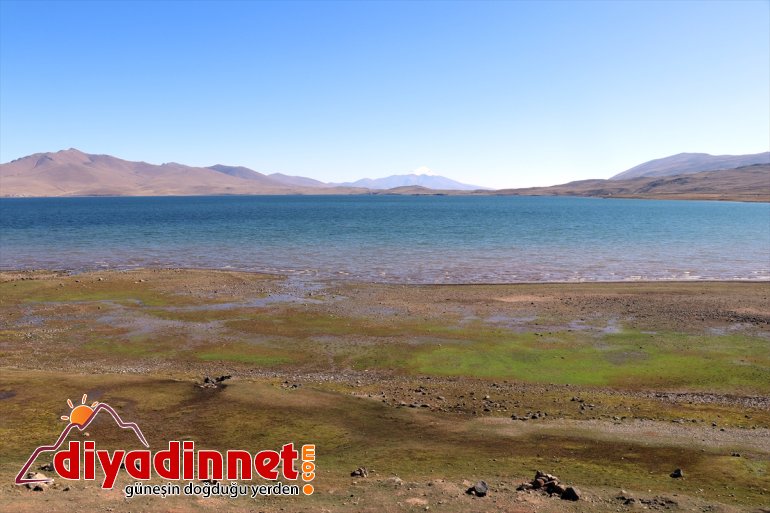 Kuraklık de Balık cenneti saklı Ağrı