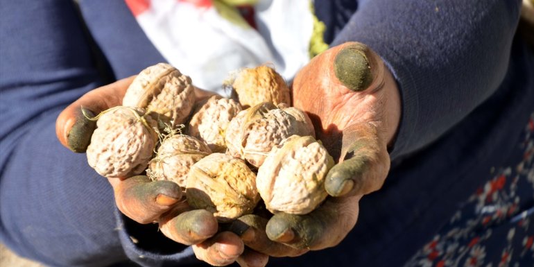 Muş'ta ceviz hasadı başladı