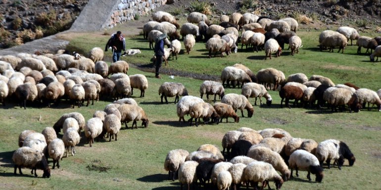 Muş'ta küçükbaş hayvan yetiştiricilerine 17 milyon lira destek