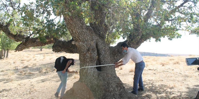 Muş'ta 400 yıllık meşe ağaçları tespit edildi