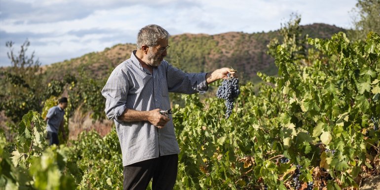 Tunceli'de üzüm bağlarında hasat başladı