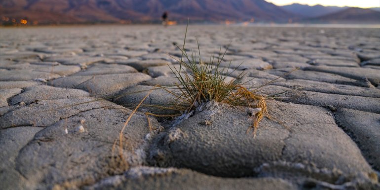 Van'da geliştirilen yerli mikrobiyal gübre kuraklığın tarımdaki etkisini azaltacak