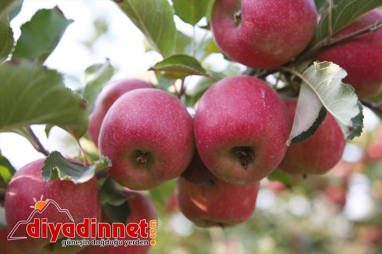 Ahlatlı çiftçiler Adana, Niğde ve Karaman'daki elma bahçelerini gezdi