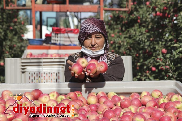 çiftçiler Niğde bahçelerini elma gezdi Karaman
