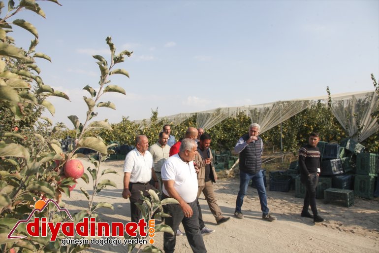 Ahlatlı ve elma Karaman