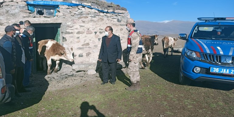 Ardahan'da çalınan büyükbaş hayvanlar Kars'taki yaylada bulundu