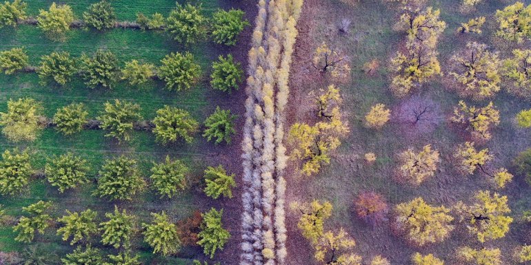 Türkiye'nin doğusundaki kayısı bahçeleri sonbahar renklerine büründü