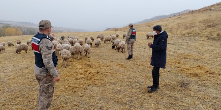 Malatya'da kaybolan 84 koyun, jandarma tarafından bulundu