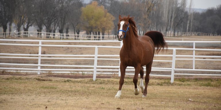 MALATYA - Sultansuyu, safkan Arap atı satışından 12 milyon lira gelir elde etti1