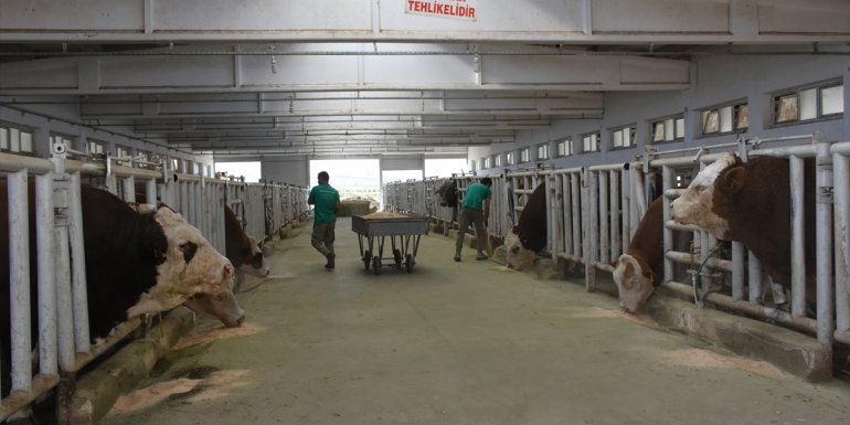 "Suni tohumlamada" üretim merkezi Sultansuyu'nda "5 milyonuncu doz" sevinci