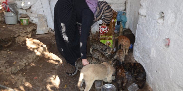 Muşlu kadın evinin bir bölümünü sokak kedilerine ayırdı