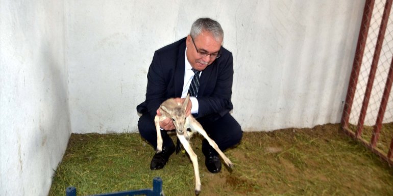 Muş'ta kurulan Sultan Alparslan Parkı'ndaki hayvanat bahçesi ziyaretçilerini bekliyor