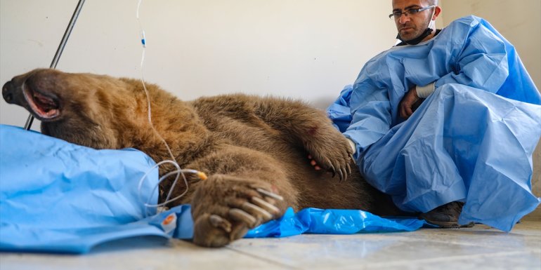 Van'da aracın çarptığı ayı tedaviye alındı