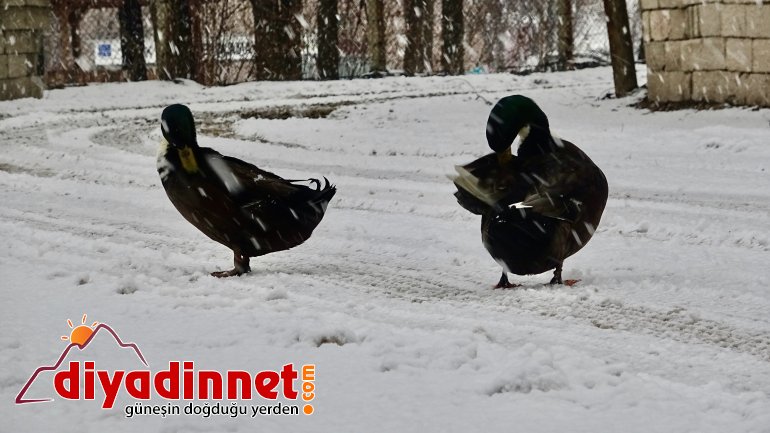 Ağrı beyaza büründü, karın tadını çocuklar çıkardı7