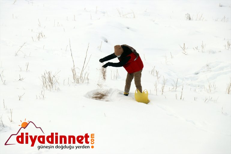 Ağrı'da yaban hayvanları için doğaya yem bırakıldı