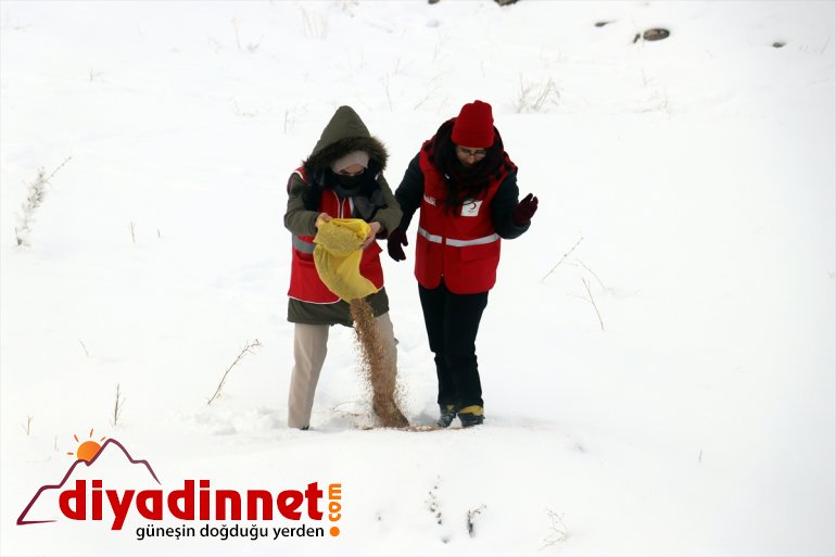 yem yaban bırakıldı için doğaya Ağrı