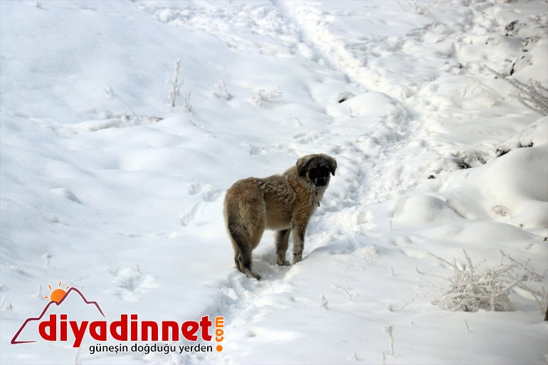 - etkili soğuklar AĞRI dondurucu Anadolu