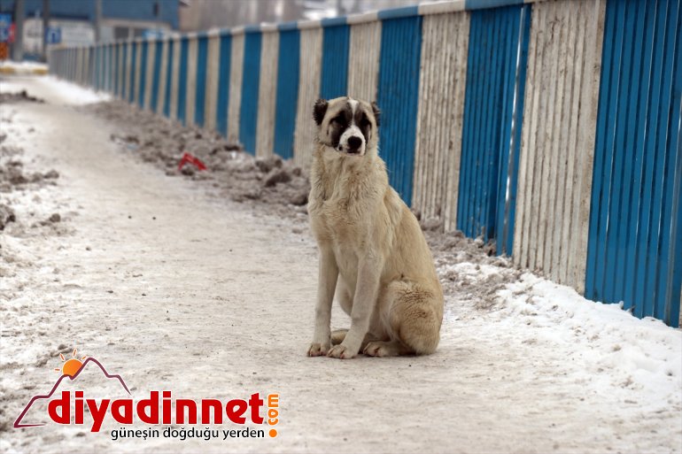 AĞRI hava soğuk - Doğu